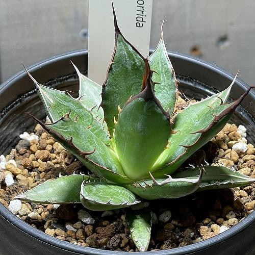 机や棚に飾るなら、多肉植物にも要注目