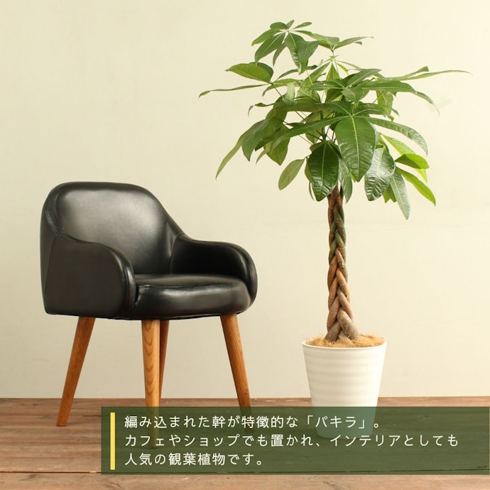 玄関やリビングに床置きして存在感を出すなら8号。広めなら9〜12号も