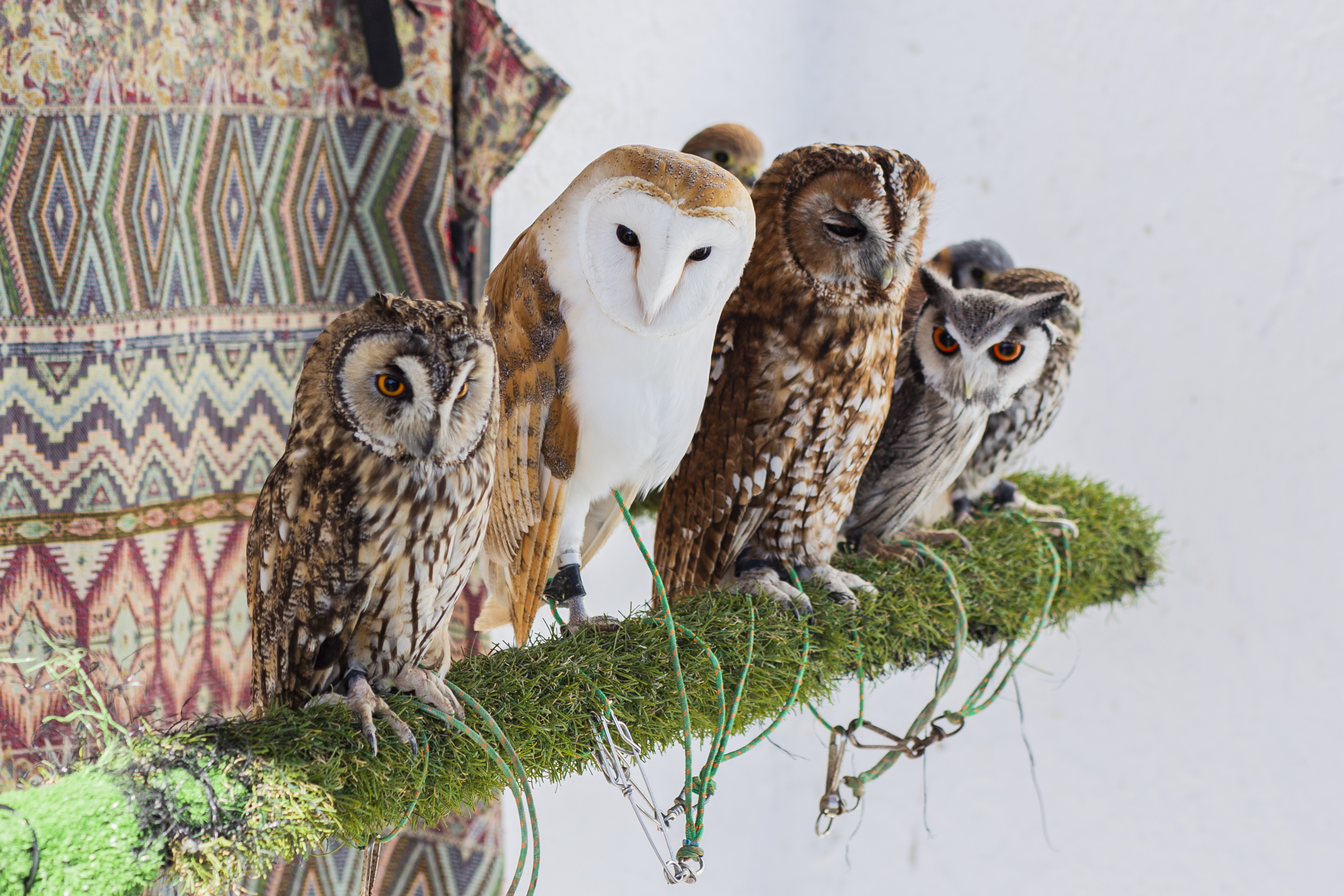 22年 東京都内のフクロウカフェのおすすめ人気ランキング10選 Mybest