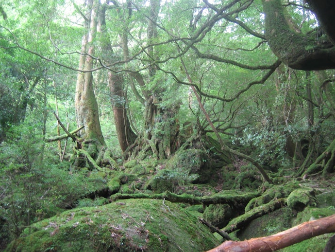 宿や観光客が多いエリアを楽しみたいなら宮之浦地区