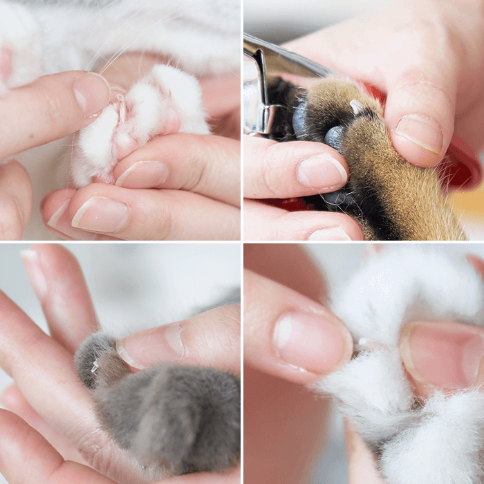 徹底比較 猫用爪切りのおすすめ人気ランキング10選 Mybest