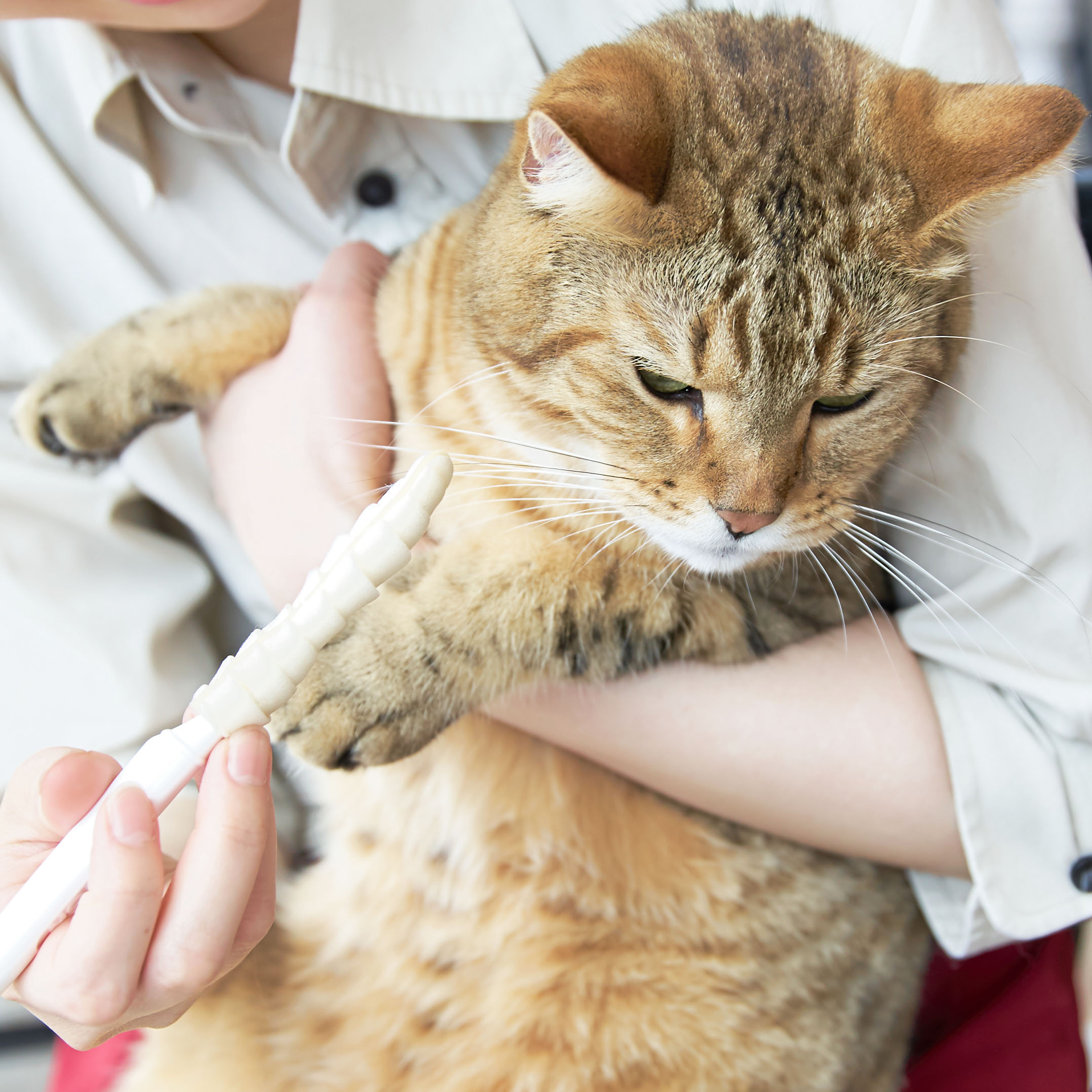 市場 2個 ビバテック シグワン 犬 ハミガキサプリ 猫