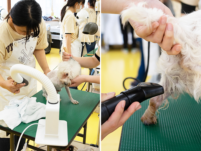 徹底比較 犬用ドライヤーのおすすめ人気ランキング10選 大型犬も速く乾かす Mybest