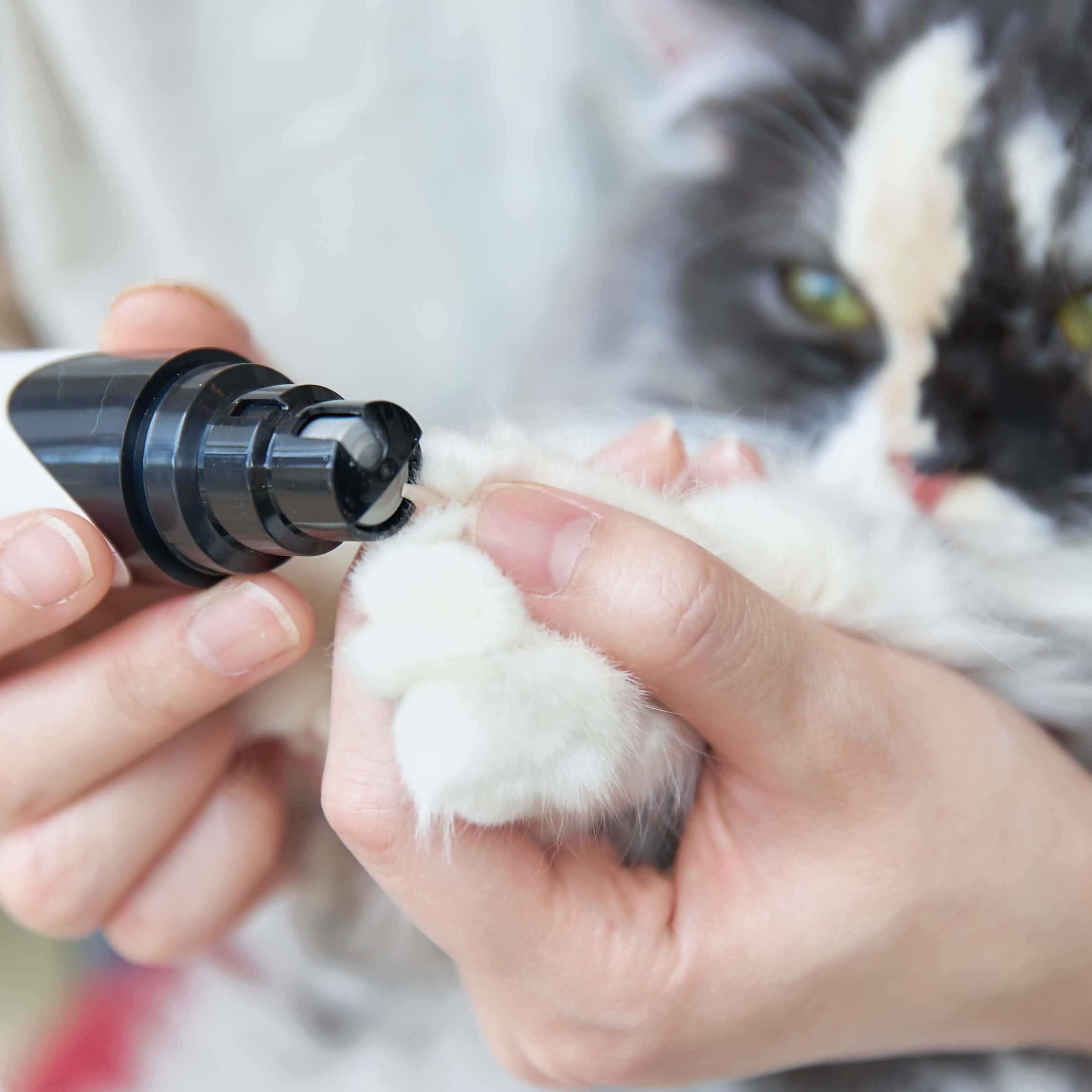 徹底比較 猫用爪切りのおすすめ人気ランキング10選 Mybest