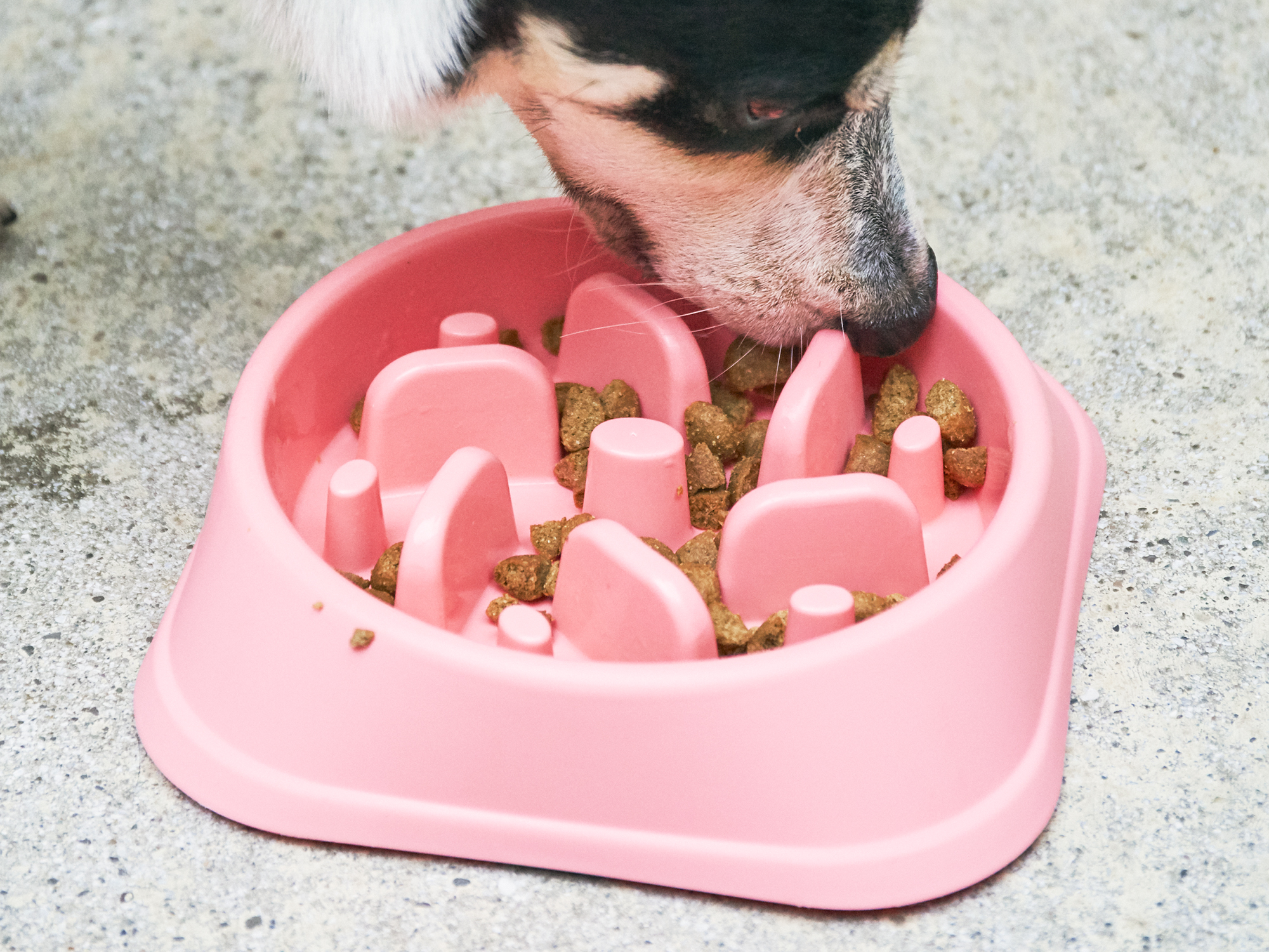 徹底比較 犬用早食い防止食器のおすすめ人気ランキング10選 効果が高いのはどれ Mybest