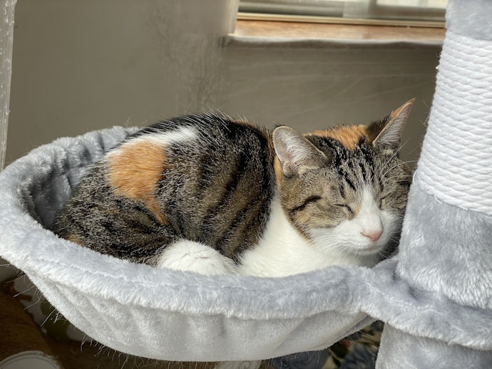 多頭飼い向けのキャットタワー の検証