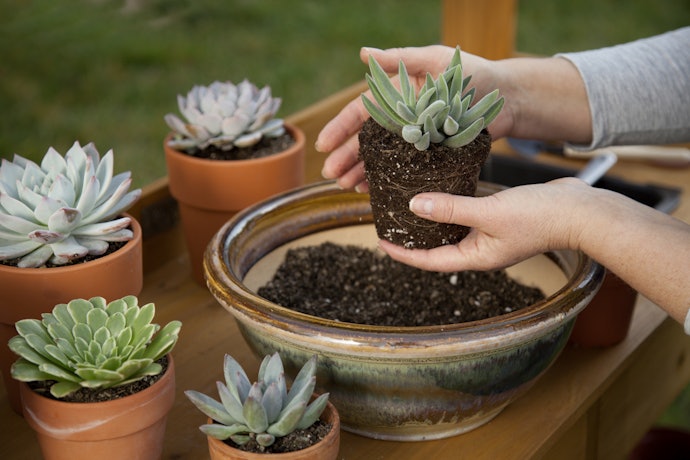 成長してきたら植え替えを検討しよう