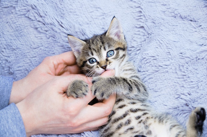 まずはスキンシップ。子猫のうちから歯磨きに慣れさせよう