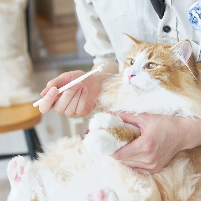 口内の健康維持のために、歯磨きは必要不可欠なケア