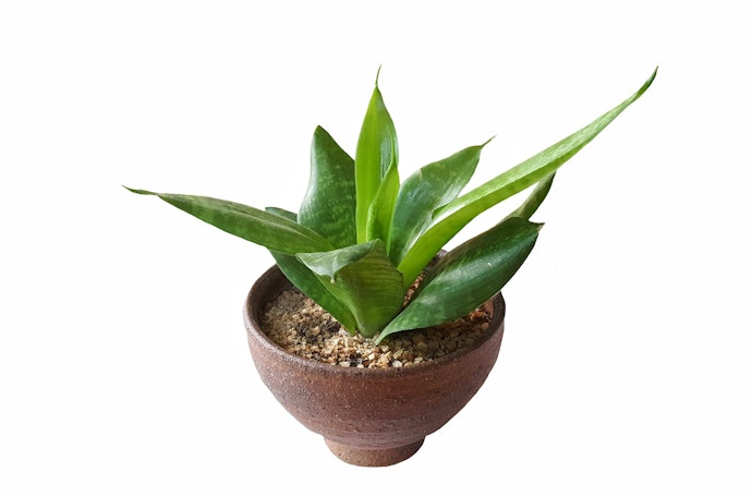 小さな植物を飾るのにぴったり