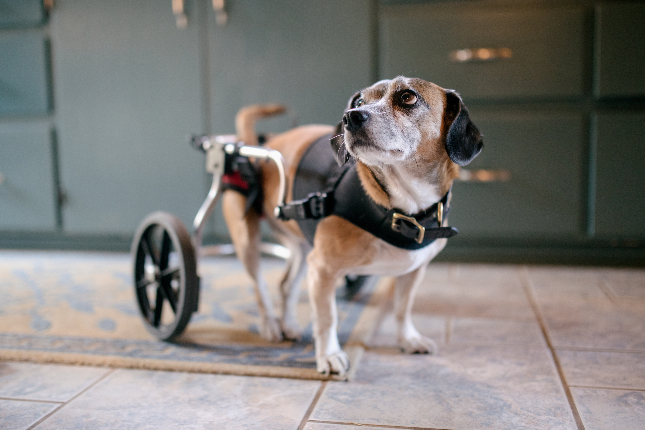 年犬用車椅子のおすすめ人気ランキング選   mybest