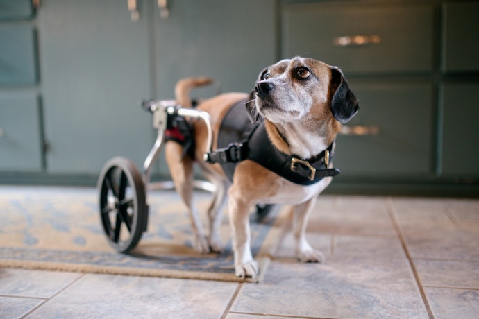 2023年】犬用車椅子のおすすめ人気ランキング21選 | mybest