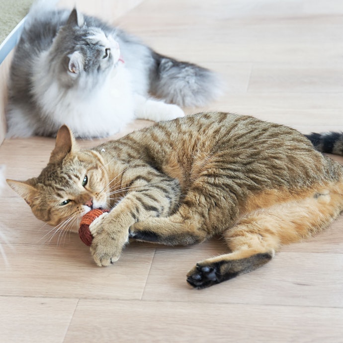 徹底比較 猫用歯ブラシのおすすめ人気ランキング10選 Mybest