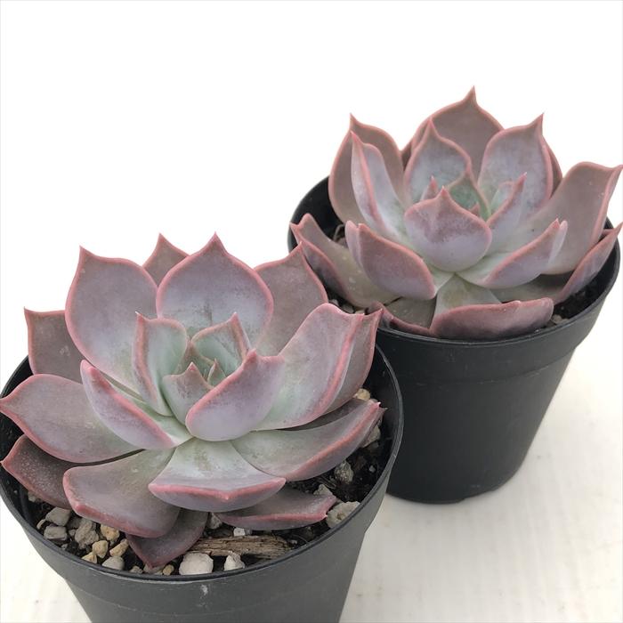 名無しエケベリア＆セダム】初心者様オススメ♡ 初心者向けの多肉植物