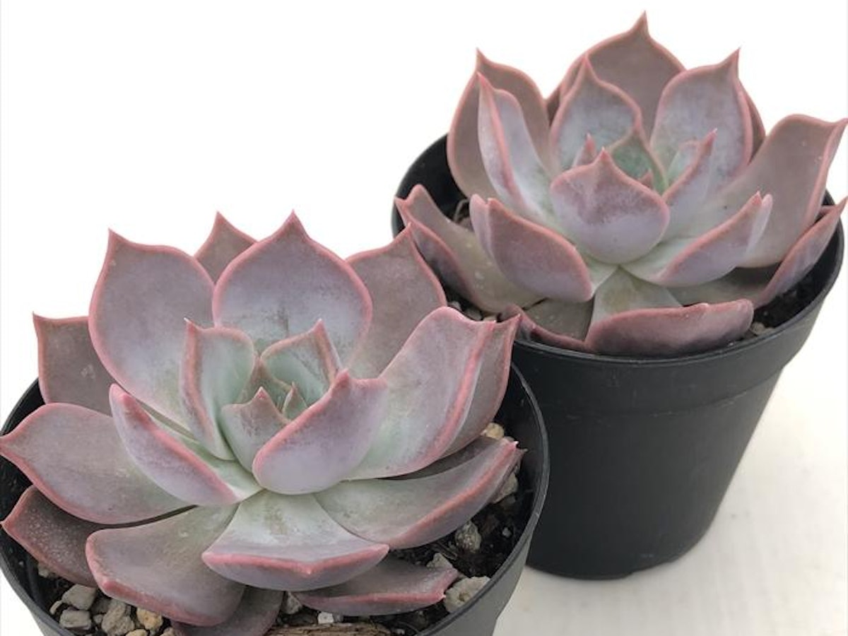 名無しエケベリア&セダム】初心者様オススメ♡ 初心者向けの多肉植物 名無しエケベリア&セダム】初心者様オススメ♡ 初心者向けの多肉植物