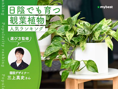 日陰でも育つ観葉植物のおすすめ人気ランキング【耐陰性があるのは?2026年9月】