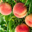 桃のおすすめ人気ランキング【おいしいブランド・品種は?】