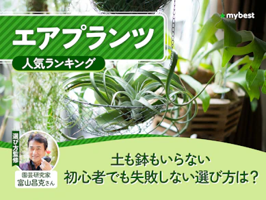 エアプランツのおすすめ人気ランキング【2026年9月】