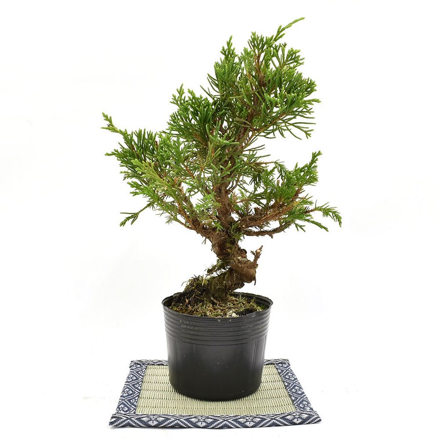 22年 ミニ盆栽のおすすめ人気ランキング19選 Mybest