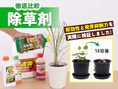 【徹底比較】除草剤のおすすめ人気ランキング【除草効果最強はどれ?2026年7月】