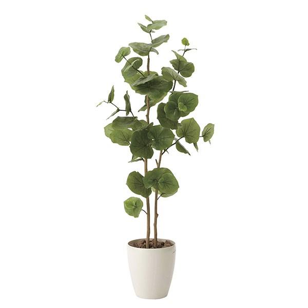 シーグレープのおすすめ人気ランキング【2025年】 | マイベスト