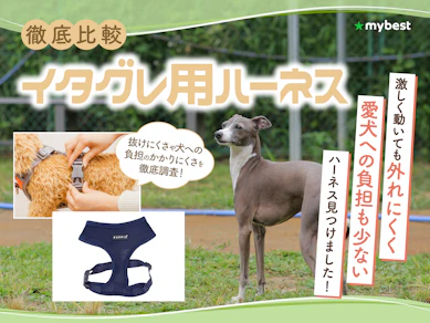 【徹底比較】イタグレ用ハーネスのおすすめ人気ランキング【2026年3月】