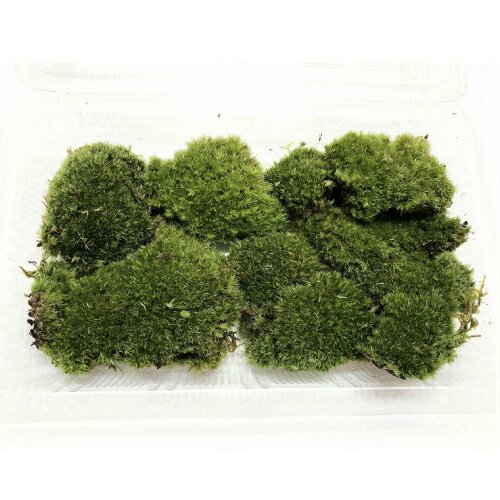 天然苔 上質 ハイゴケ 3トレー 苔のおすすめ人気ランキング【2024年