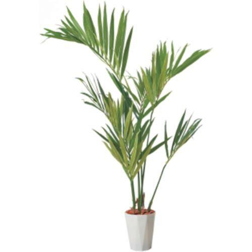 メキシカンケンチャヤシ 株分け 観葉植物 メキシコケンチャヤシ 育て方 | 観葉植物 販売のアンジェリック