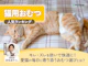 猫用おむつ