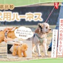 【徹底比較】犬用ハーネスのおすすめ人気ランキング【負担が少ないのは?2026年】