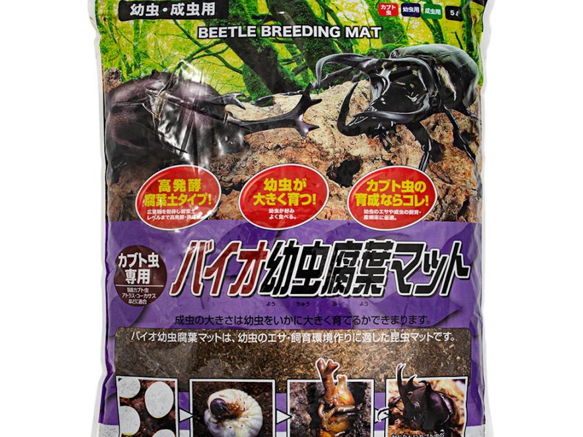 コエポン様専用 Dorcus alcides 【公式通販】 コエポン様専用 Dorcus alcides 【公式通販】