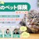 猫のペット保険のおすすめ人気ランキング【どこがいい?2026年徹底比較】