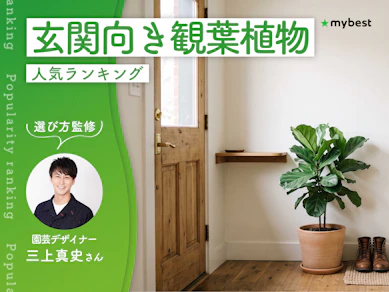 玄関向き観葉植物のおすすめ人気ランキング【専門家監修!2026年9月】