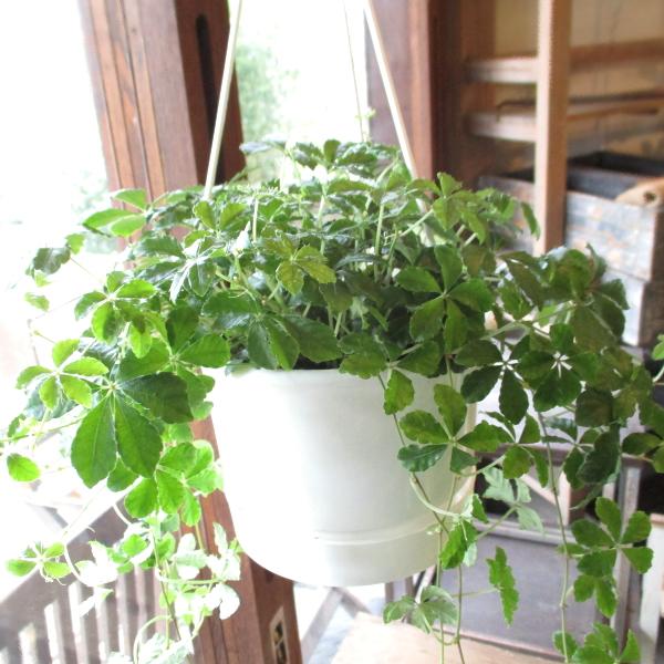 ハンギングプランツのおすすめ人気ランキング【2025年10月】 | マイベスト