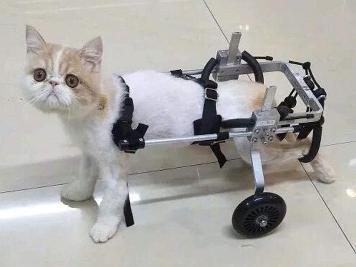 猫用車椅子のおすすめ人気ランキング【2025年】 | マイベスト 猫用車椅子のおすすめ人気ランキング【2025年】 | マイベスト