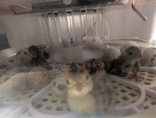 うずらの孵化に成功!自動転卵停止が優秀。卵の並べ方に少しコツが必要ですの投稿画像1