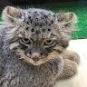 マヌルネコ