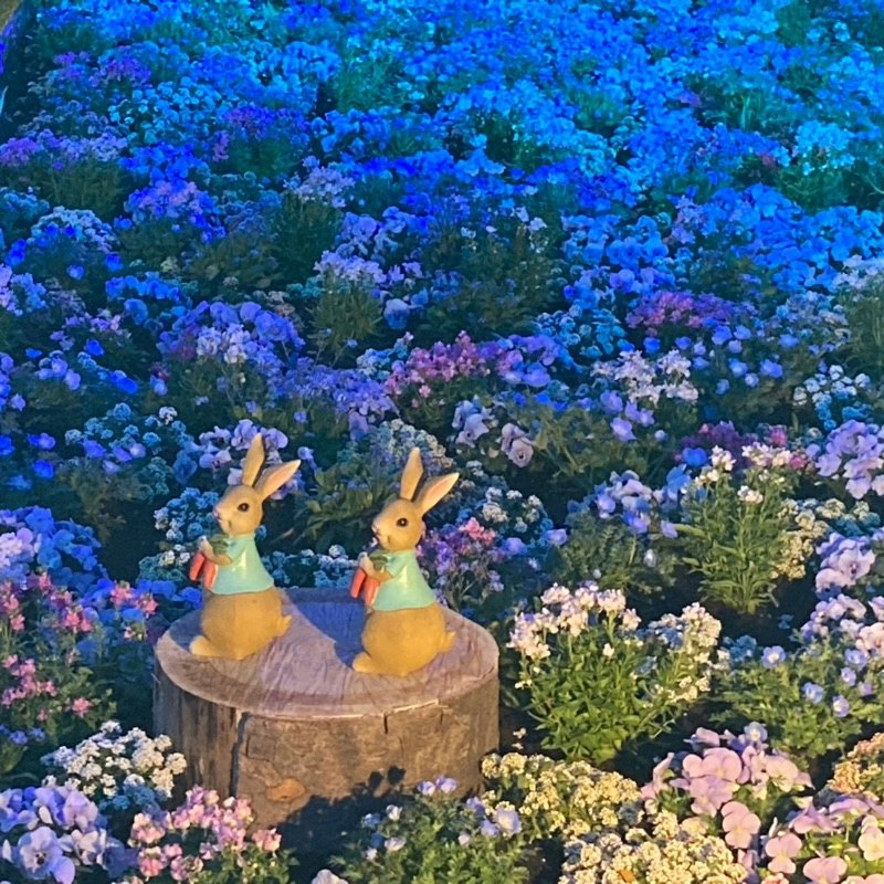 ミミ