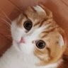 おたけさん