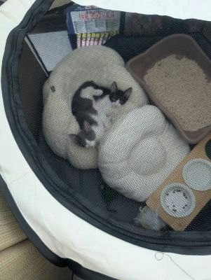 ららはる