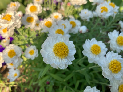 fleur