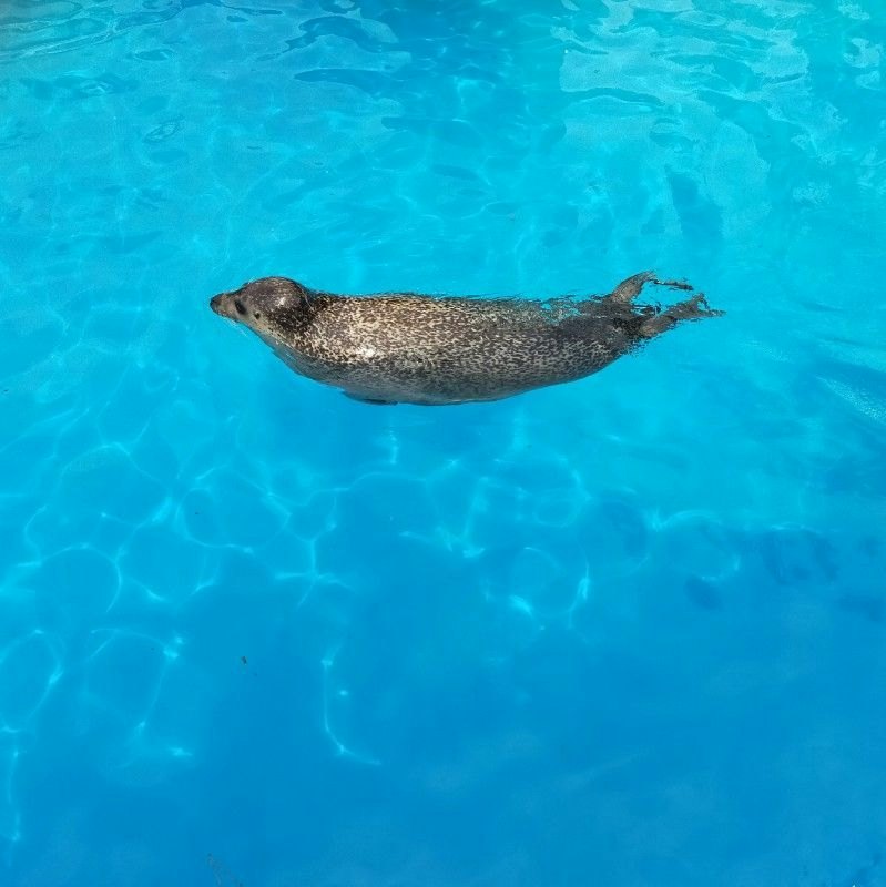 さしすせそう