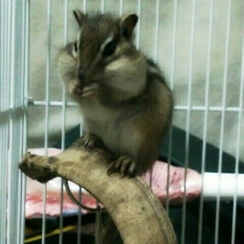 カジノコ