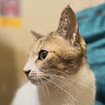 矢野みう