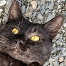 おと