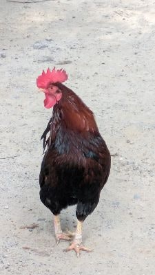 マサノリ