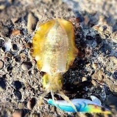 たかふみ