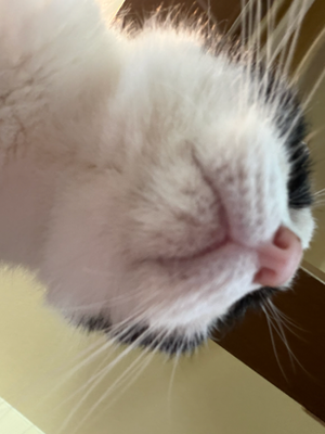 かおる