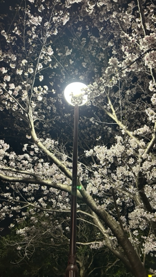 ぽん