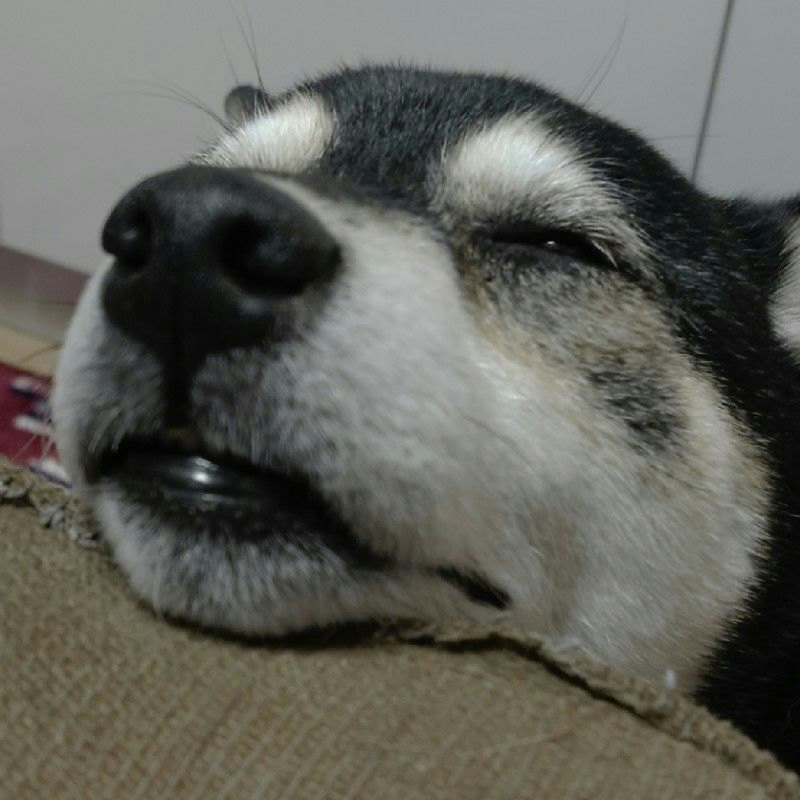 ももちゃんのぱぱ